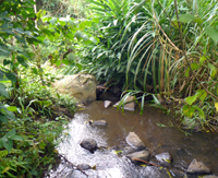 A year-round stream wanders the length of the property.